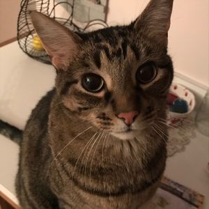 Meet your Posher, Dani